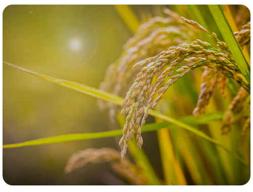 農(nóng)業(yè)領域